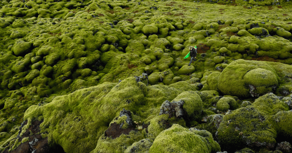 A surfer walking over moss in Iceland
